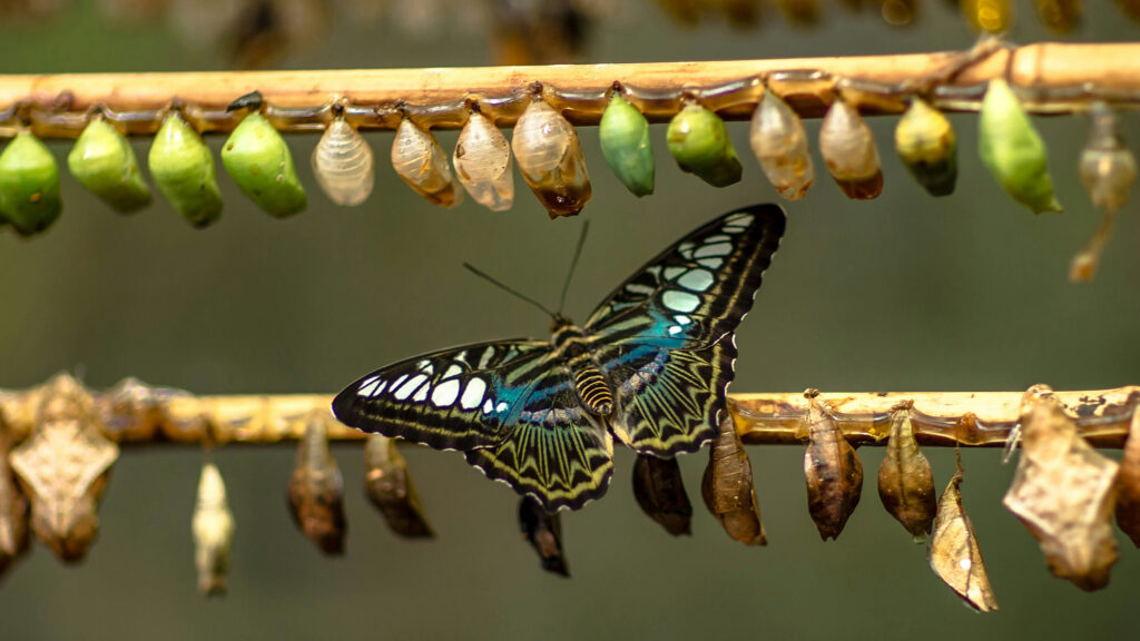 An iridescent butterfly perched on one of two twigs lined with hanging butterfly chrysalis.